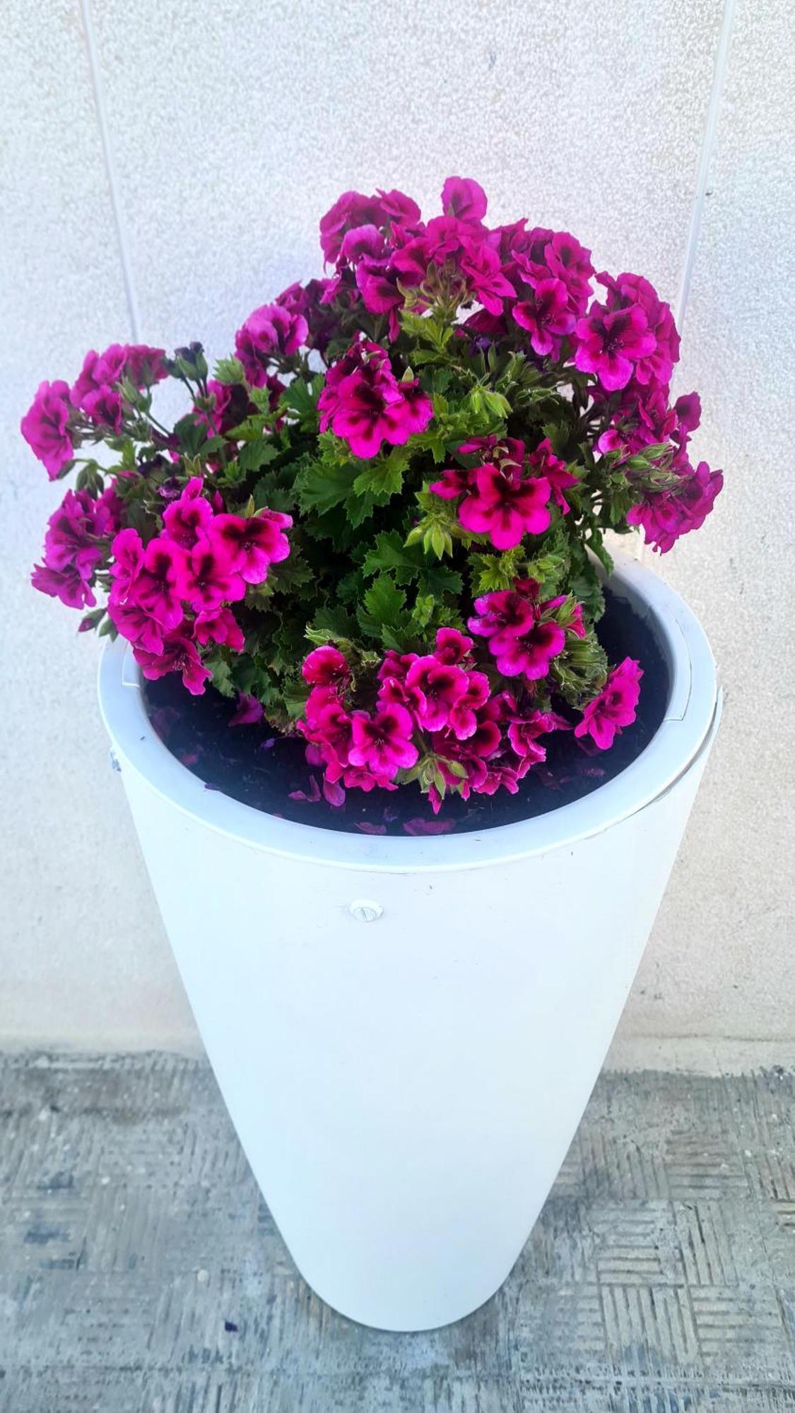 Casa Nonna Anna * Manfredonia